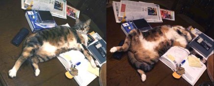 Catsleep.jpg