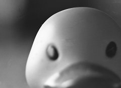 duckcrop.jpg