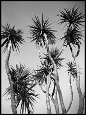 cabbage trees.jpg