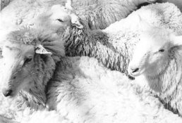 sheep1001 small.jpg
