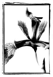 WildIris0003.JPG
