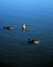 Ducks---Otsego-1.jpg