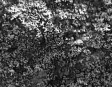 Detail2.jpg