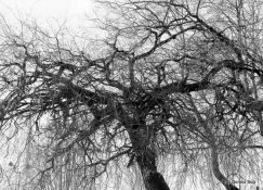 Neopan Acros. Arista Prem 1-190014.JPG