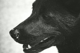 44850007.jpg