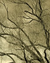 treesepia.jpg