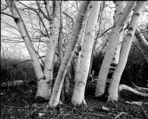 Boundary Bay-53b-2015-02-16-2-res.jpg
