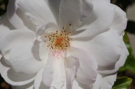 DSC_3042.jpg