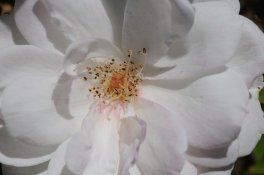 DSC_3046.jpg