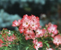 flower_good.jpg