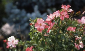 test012.jpg