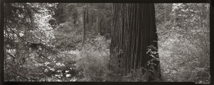 4x10Redwood.jpg