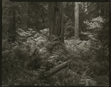 RedwoodVineMaple1.jpg