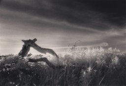 Hedgerow.jpg