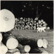 Where is my tree-1.jpg