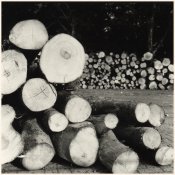 Where is my tree-2.jpg