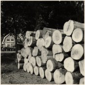 Where is my tree-3.jpg