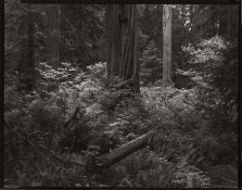 Redwood,VineMaple Carbon.jpg