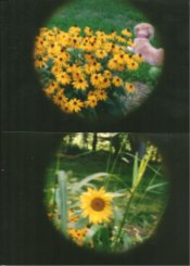 Kids pinhole camera..jpeg
