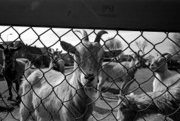 retro80s_rodinal_110402_013.jpg