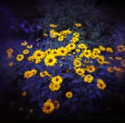 Flowers.jpg