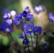 flowers.jpg
