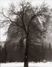 El-Capitan-Oak,-Sentinel-Do.jpg