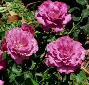 ANGEL FACE_Floribunda_060709c.jpg
