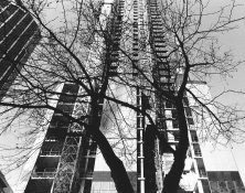 TreeBuilding.jpeg TreeBuilding.jpeg