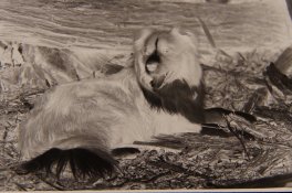 RafaNeg.JPG RafaNeg.JPG