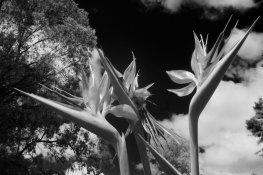 BPnoir copy.jpeg BPnoir copy.jpeg