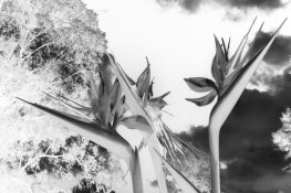 BPnoir copy 2.jpg BPnoir copy 2.jpg