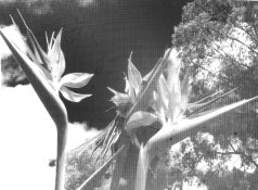 Digital neg print.jpeg Digital neg print.jpeg