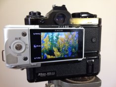 Nikon rear.jpg Nikon rear.jpg