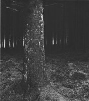 Bellever Forest 1994 2.jpg