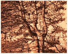 1-2018-11-05-002.jpg colour up grd.jpg