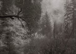PrairieCreekFog.jpg