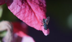 Macro set up test shoot 2.jpg
