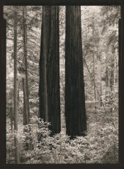 Two redwoods.jpg