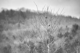 4 Sparrows.jpg