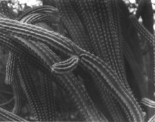 scanned print Federal Stow Away  .jpg