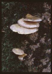 21a-2018-12-13-res.jpg