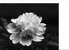 thumb and light04.jpg