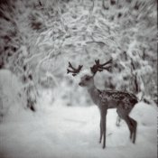 rollei---petzval-deer.jpg