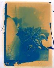 UltraStable Test (Plant)001.jpg