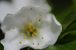 60mm f2 8 C.jpg