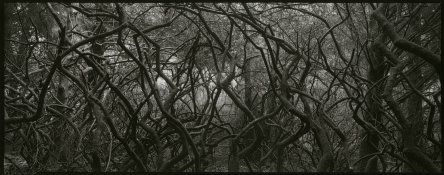 Hutchins_Branches, Trinidad4x10.jpg