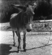 02-donkey-2019-04-28-found film-res.jpg