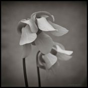 sarracenia.jpg