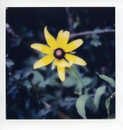 polaroid_SX70_1001.jpg